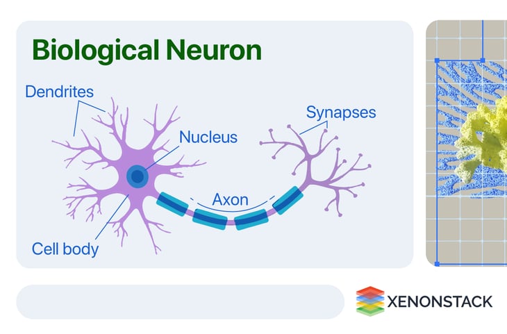 biological-neuron