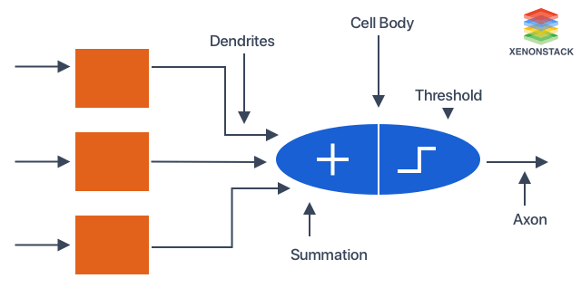 Analogy of biological network with artificial neural network